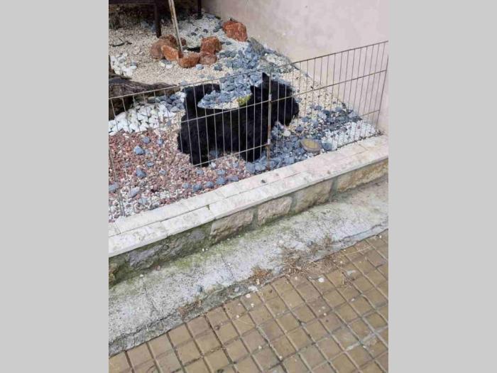 na prodaju 2 ženke i jedan mužijak škotskog terijera besplatni mali oglasi