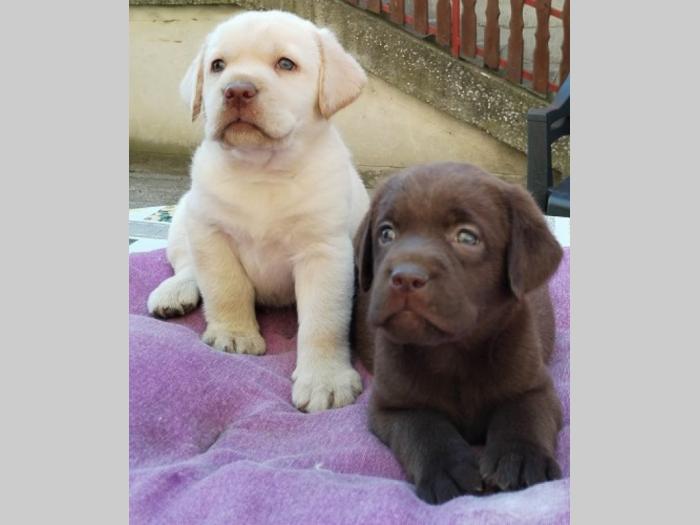 labrador retriver štenci besplatni mali oglasi