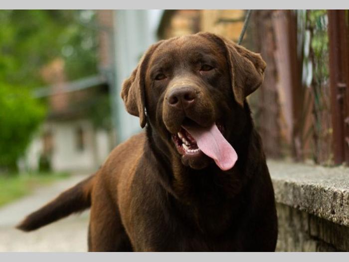 labrador retriver štenci besplatni mali oglasi