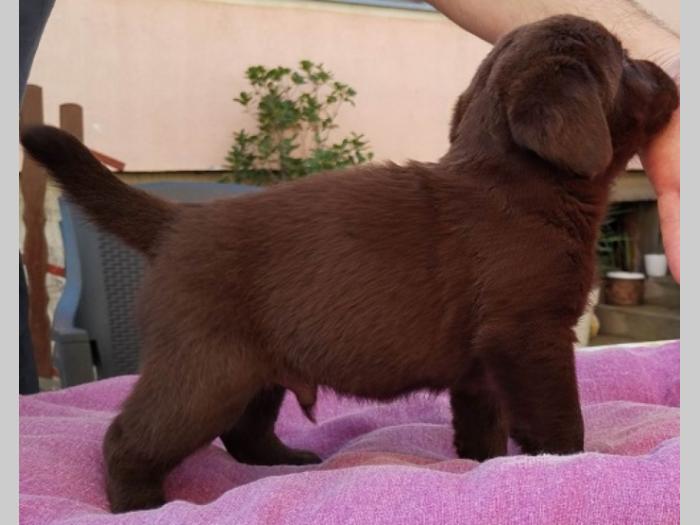 labrador retriver štenci besplatni mali oglasi