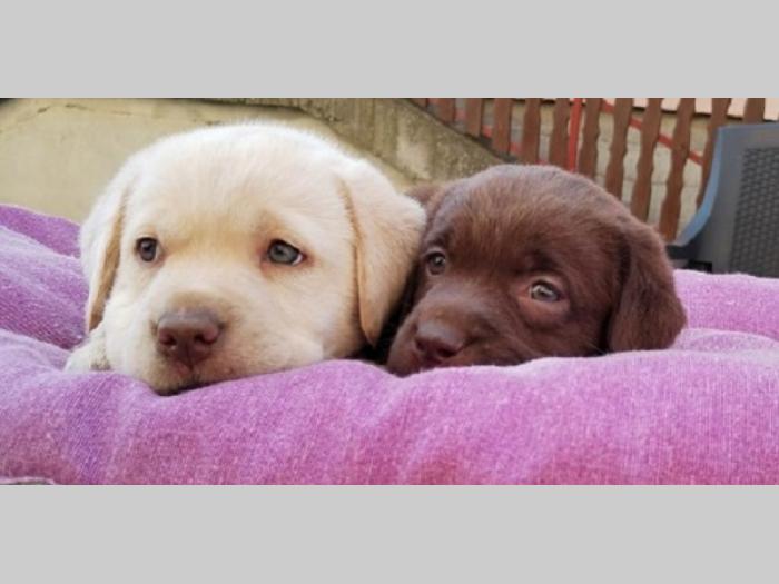 labrador retriver štenci besplatni mali oglasi