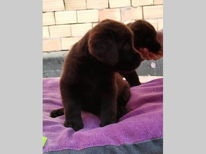 labrador retriver štenci besplatni mali oglasi