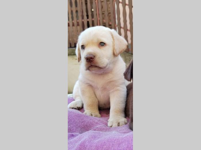labrador retriver štenci besplatni mali oglasi