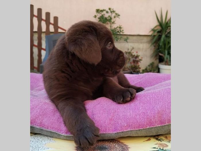 labrador retriver štenci besplatni mali oglasi