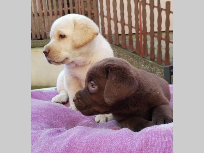 labrador retriver štenci besplatni mali oglasi