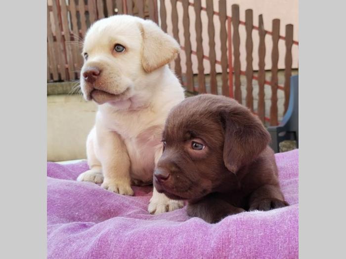 labrador retriver štenci besplatni mali oglasi