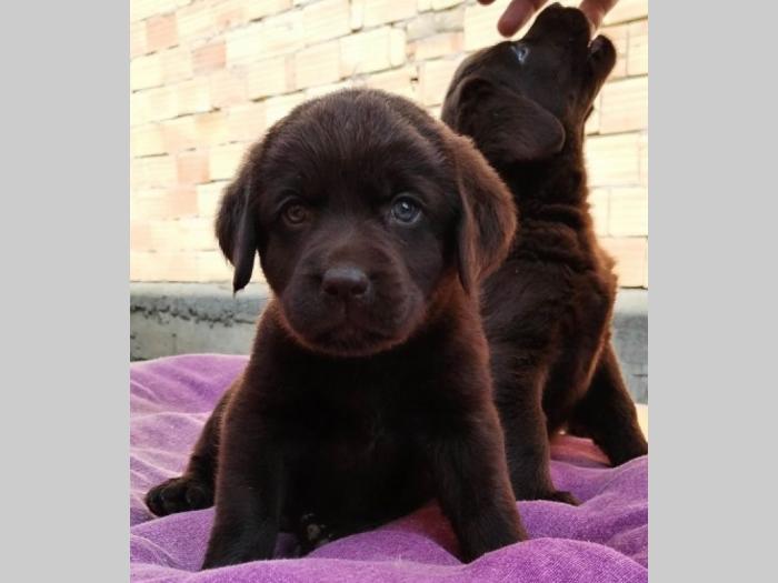 labrador retriver štenci besplatni mali oglasi