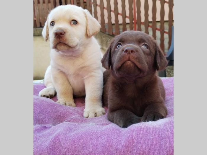 labrador retriver štenci besplatni mali oglasi
