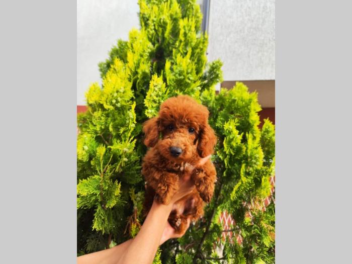 patuljasta pudla top štenci besplatni mali oglasi