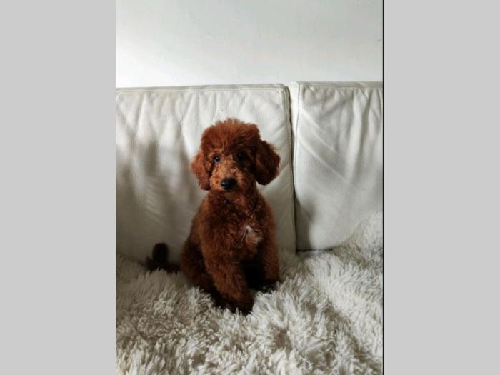 patuljasta pudla top štenci besplatni mali oglasi