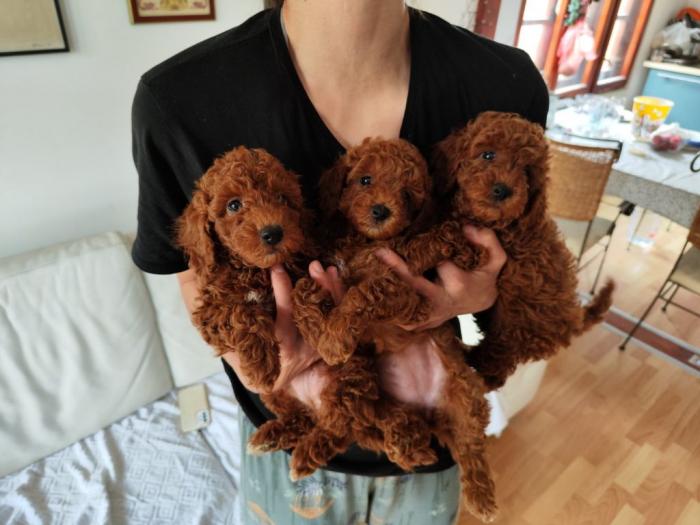 patuljasta pudla top štenci besplatni mali oglasi