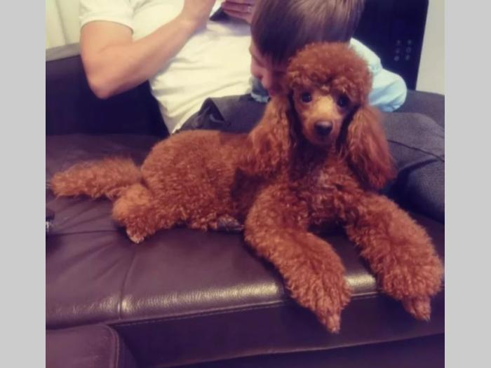 patuljasta pudla top štenci besplatni mali oglasi