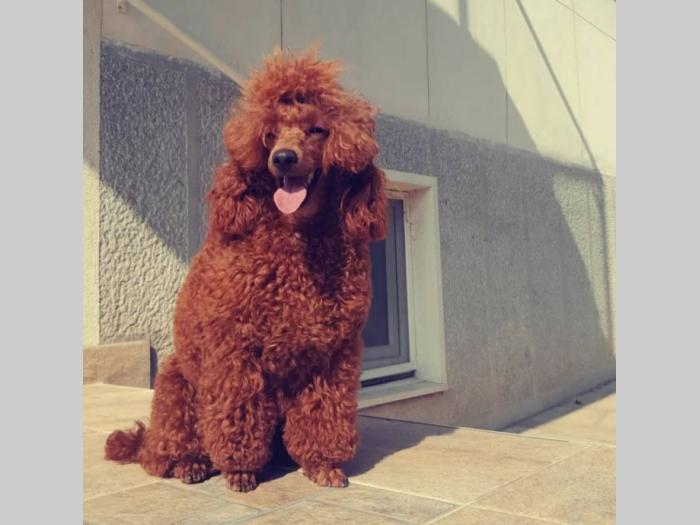 patuljasta pudla top štenci besplatni mali oglasi