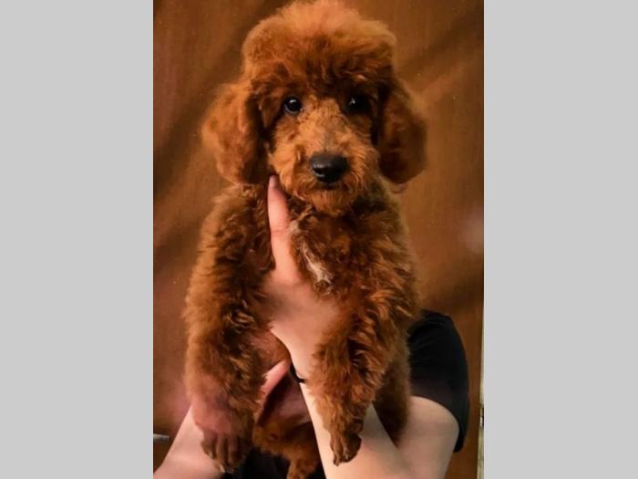 patuljasta pudla top štenci besplatni mali oglasi