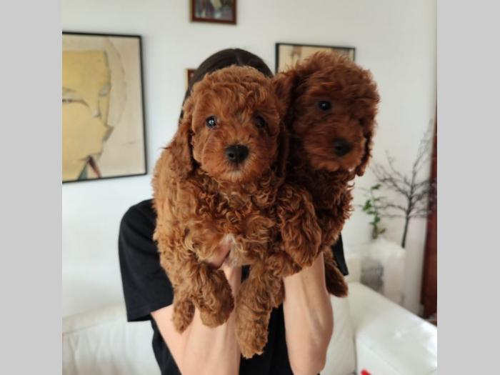 patuljasta pudla top štenci besplatni mali oglasi