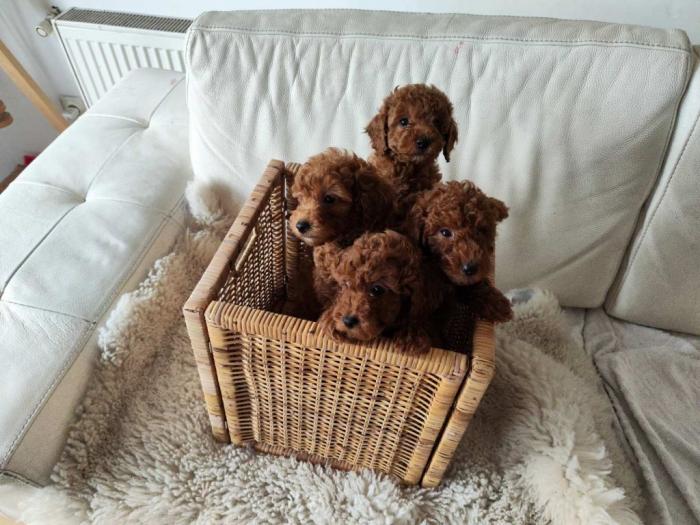 patuljasta pudla top štenci besplatni mali oglasi