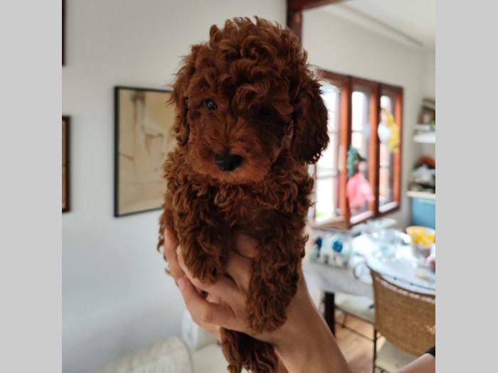 patuljasta pudla top štenci besplatni mali oglasi