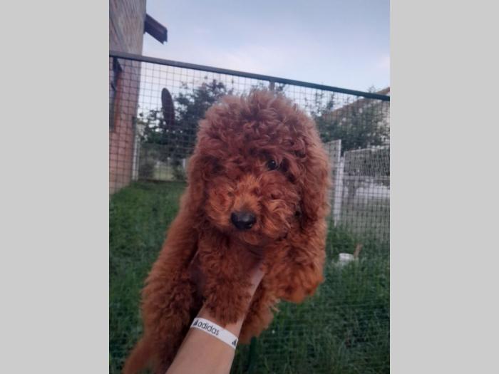 patuljasta pudla top štenci besplatni mali oglasi