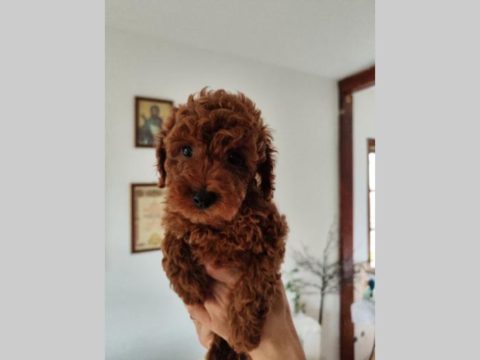 patuljasta pudla top štenci besplatni mali oglasi