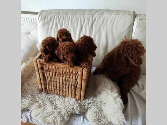 patuljasta pudla top štenci besplatni mali oglasi