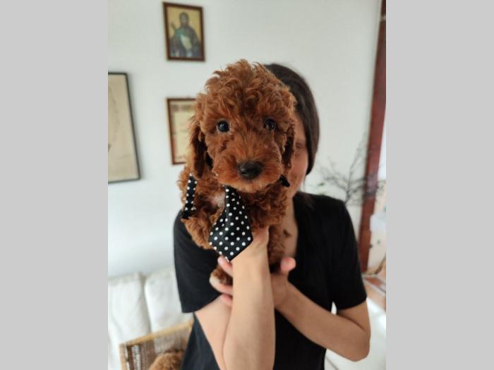 patuljasta pudla top štenci besplatni mali oglasi