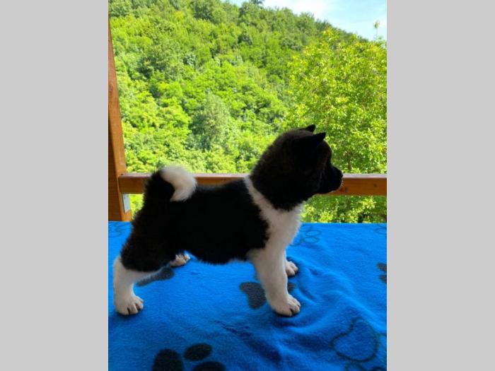 američka akita štenci na prodaju besplatni mali oglasi