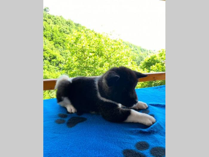 američka akita štenci na prodaju besplatni mali oglasi