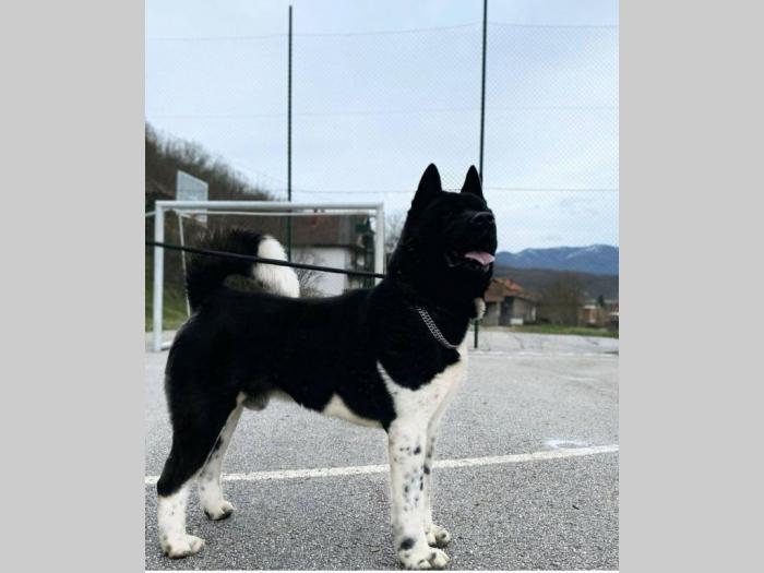 američka akita štenci na prodaju besplatni mali oglasi