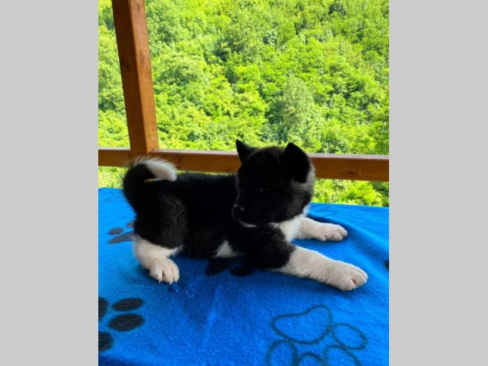 američka akita štenci na prodaju besplatni mali oglasi