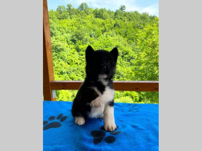 američka akita štenci na prodaju besplatni mali oglasi