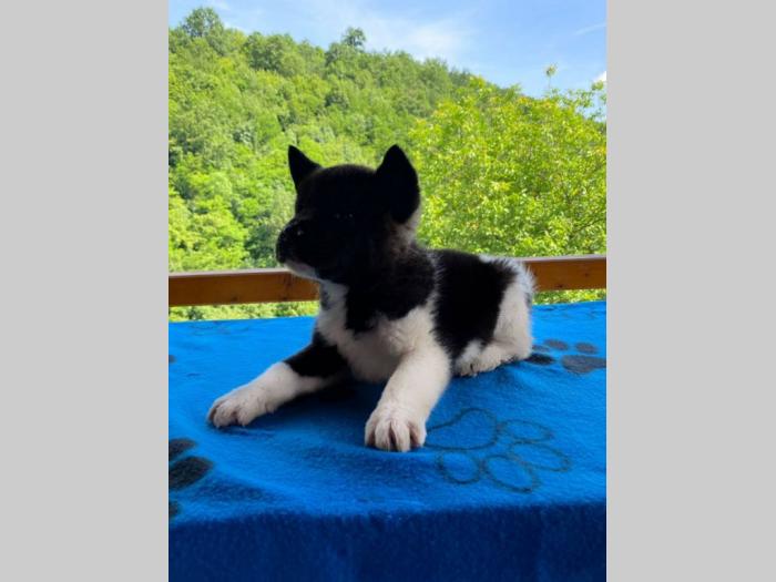 američka akita štenci na prodaju besplatni mali oglasi