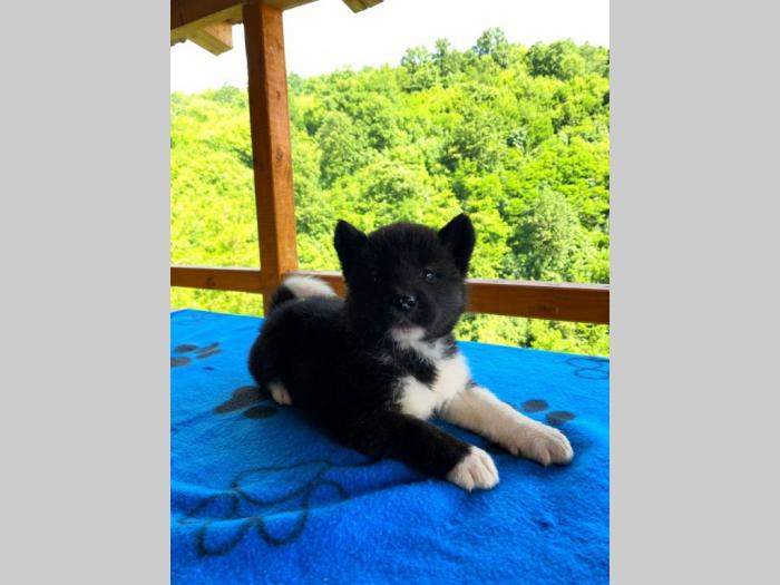 američka akita štenci na prodaju besplatni mali oglasi