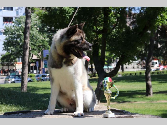 američka akita štenci na prodaju besplatni mali oglasi