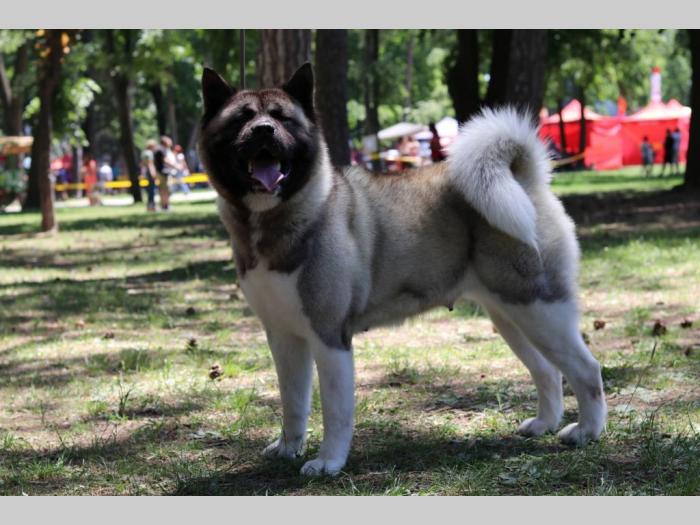 američka akita štenci na prodaju besplatni mali oglasi