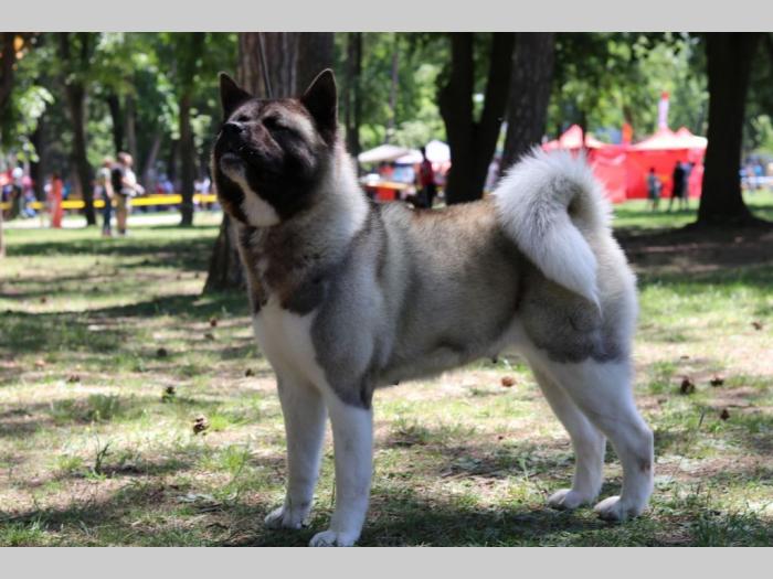 američka akita štenci na prodaju besplatni mali oglasi