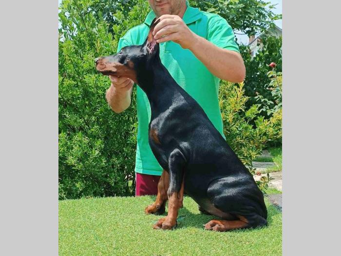 doberman štenci besplatni mali oglasi