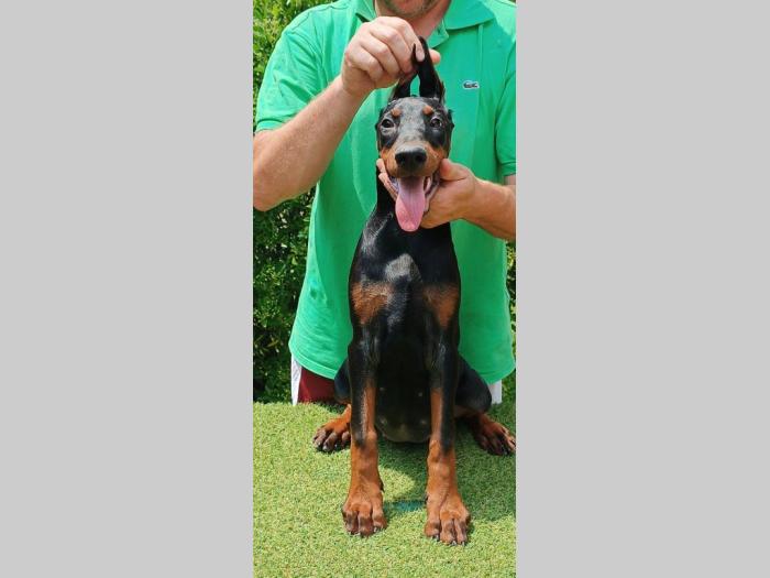 doberman štenci besplatni mali oglasi