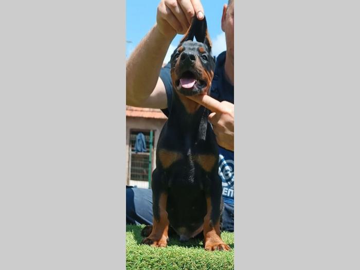 doberman štenci besplatni mali oglasi