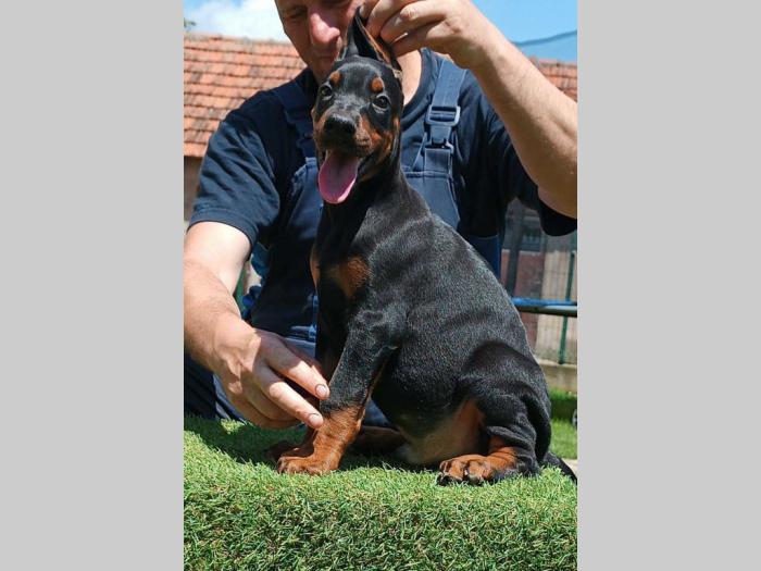 doberman štenci besplatni mali oglasi