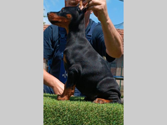 doberman štenci besplatni mali oglasi