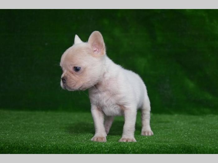 francuski buldog štrnci besplatni mali oglasi