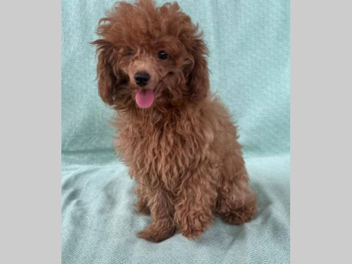 crvena tzv toj pudla žensko štene besplatni mali oglasi