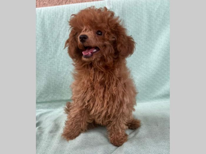 crvena tzv toj pudla žensko štene besplatni mali oglasi