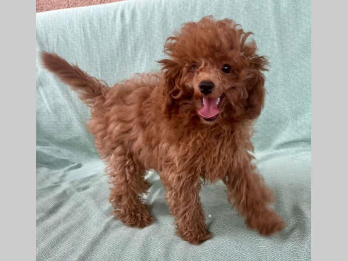 crvena tzv toj pudla žensko štene besplatni mali oglasi