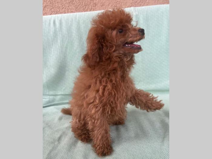 crvena tzv toj pudla žensko štene besplatni mali oglasi