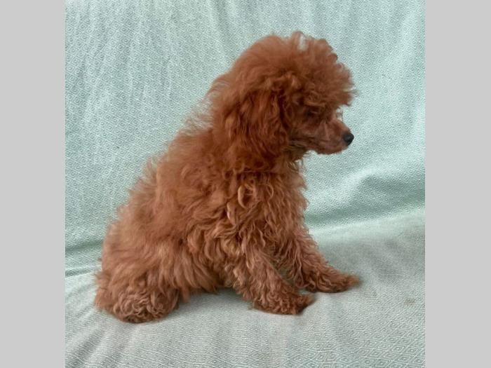 crvena tzv toj pudla žensko štene besplatni mali oglasi