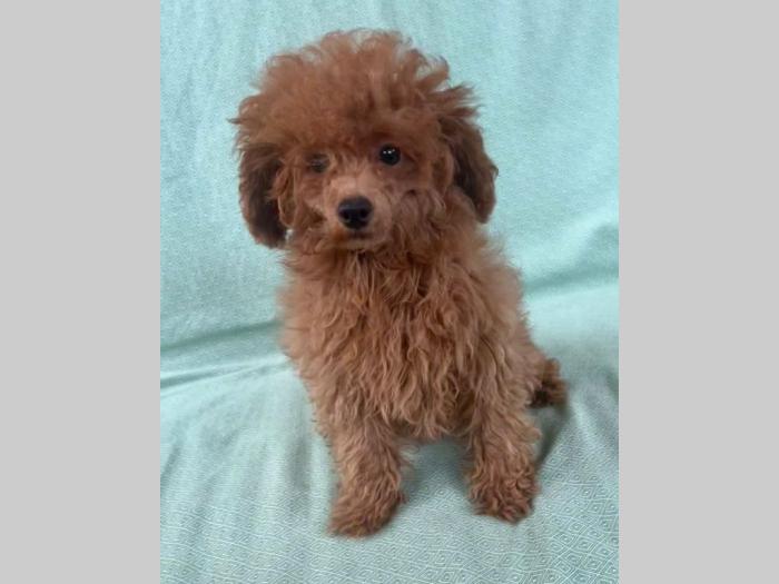 crvena tzv toj pudla žensko štene besplatni mali oglasi