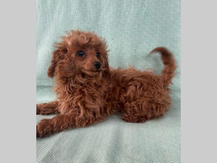 crvena tzv toj pudla žensko štene besplatni mali oglasi