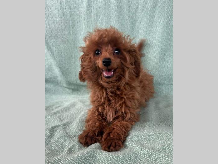 crvena tzv toj pudla žensko štene besplatni mali oglasi