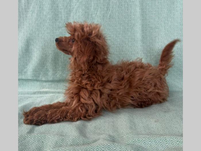 crvena tzv toj pudla žensko štene besplatni mali oglasi